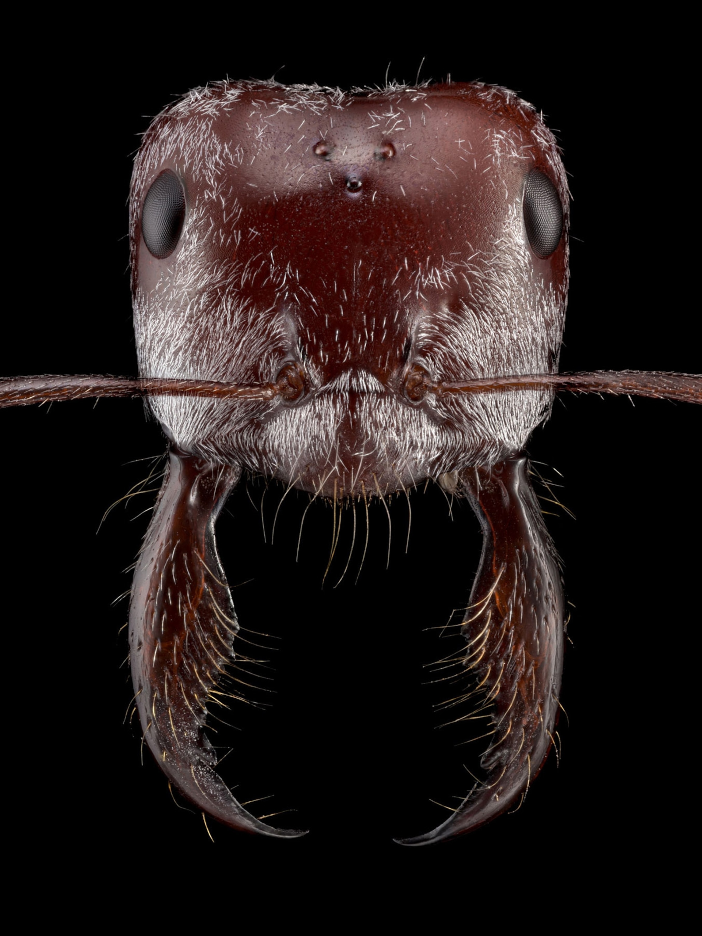 Ant 
